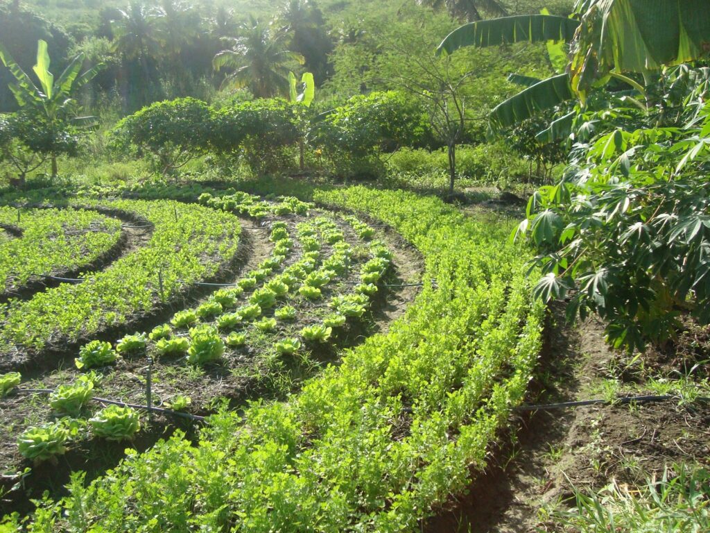 Apuntes para una revolución agroecológica- ESP 2 Agrofloresta sitio duascachoeiras em Pluriverso